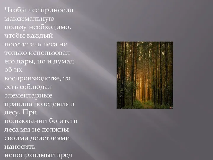 Чтобы лес приносил максимальную пользу необходимо, чтобы каждый посетитель леса