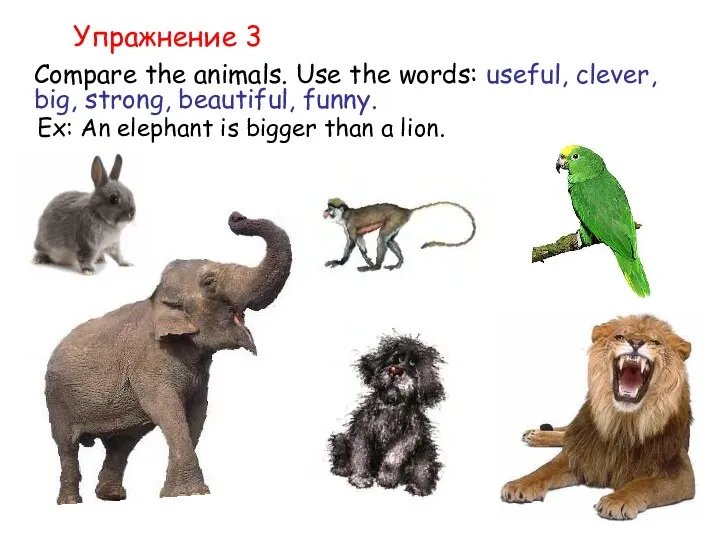 Упражнение 3 Compare the animals. Use the words: useful, clever, big, strong, beautiful,