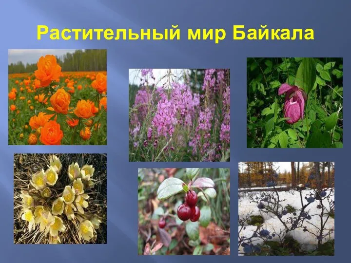 Растительный мир Байкала