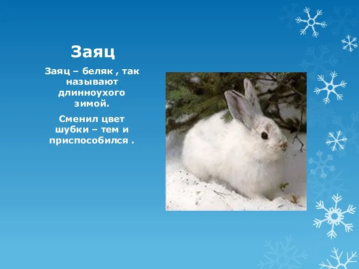 Заяц Заяц – беляк , так называют длинноухого зимой. Сменил
