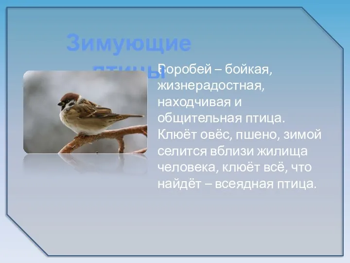 Воробей – бойкая, жизнерадостная, находчивая и общительная птица. Клюёт овёс,