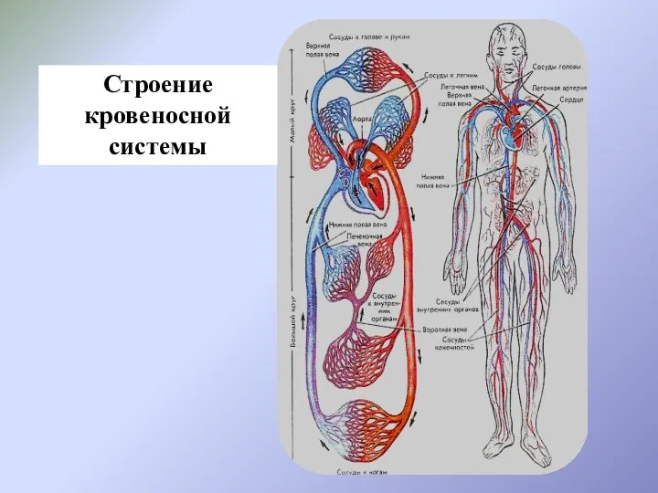 Строение кровеносной системы