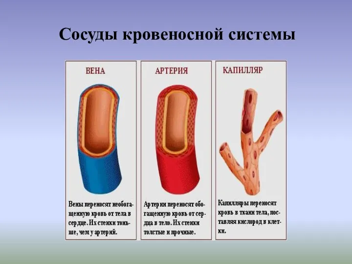 Сосуды кровеносной системы