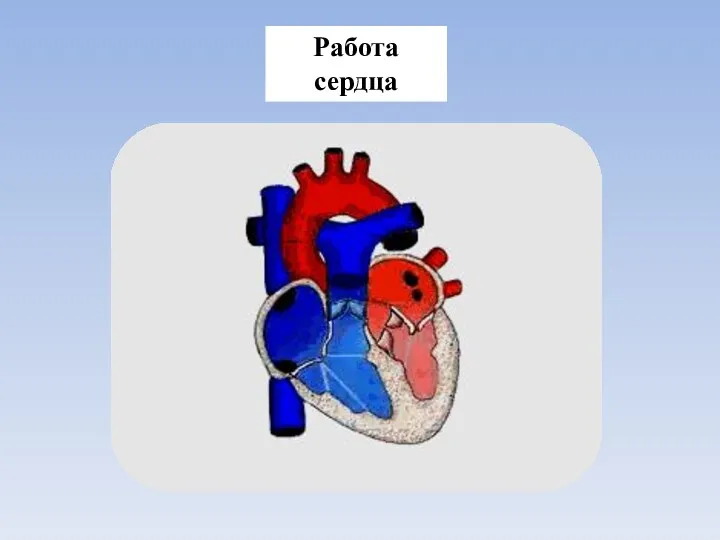 Работа сердца