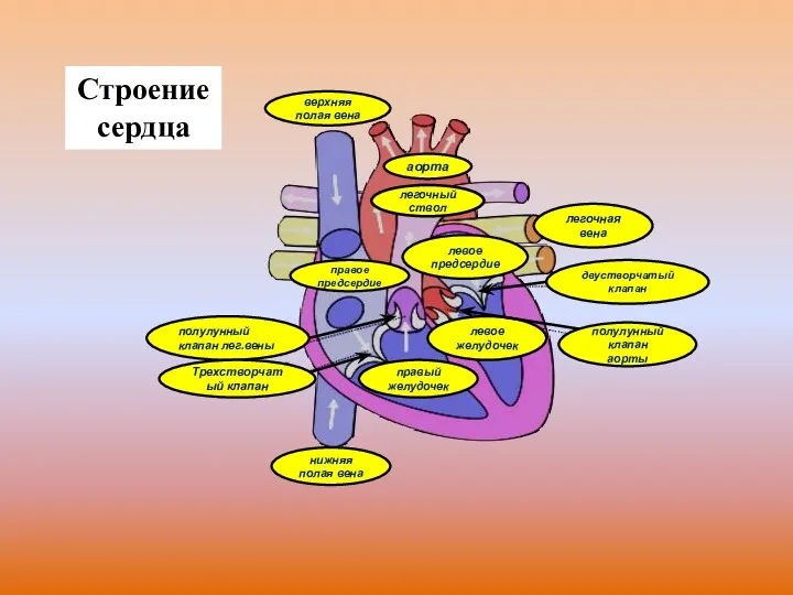 легочный ствол верхняя полая вена нижняя полая вена полулунный клапан