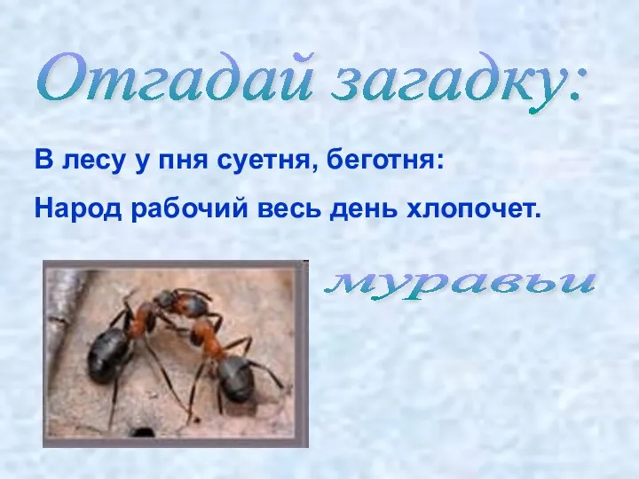 Отгадай загадку: В лесу у пня суетня, беготня: Народ рабочий весь день хлопочет. муравьи