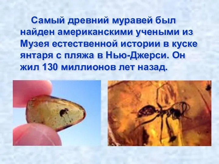 Самый древний муравей был найден американскими учеными из Музея естественной