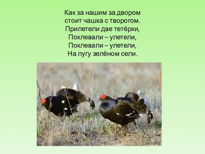 Как за нашим за двором стоит чашка с творогом. Прилетели две тетёрки, Поклевали