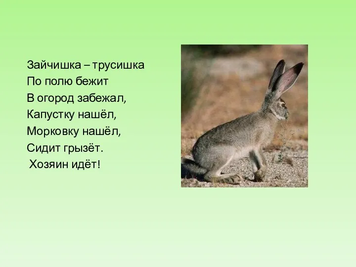 Зайчишка – трусишка По полю бежит В огород забежал, Капустку нашёл, Морковку нашёл,