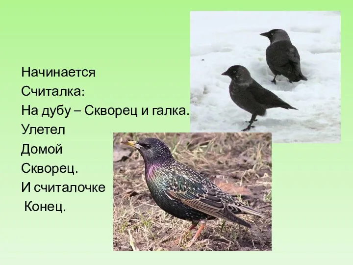 Начинается Считалка: На дубу – Скворец и галка. Улетел Домой Скворец. И считалочке Конец.