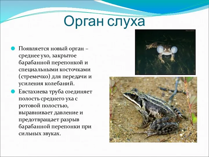 Орган слуха Появляется новый орган – среднее ухо, закрытое барабанной перепонкой и специальными