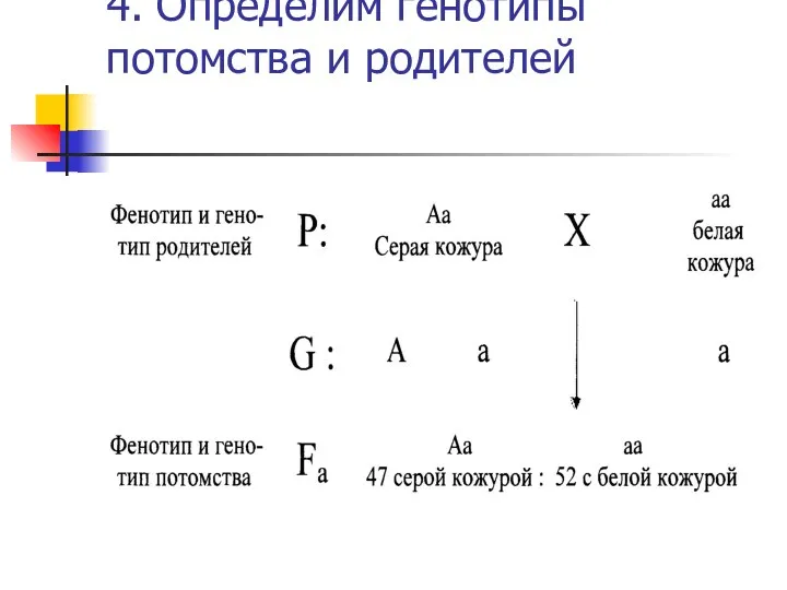 4. Определим генотипы потомства и родителей