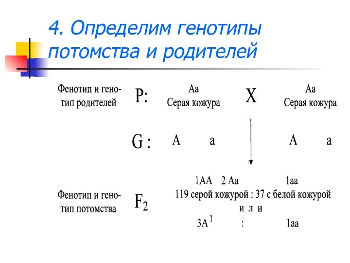 4. Определим генотипы потомства и родителей