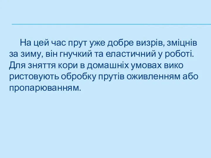 На цей час прут уже добре визрів, зміцнів за зиму,