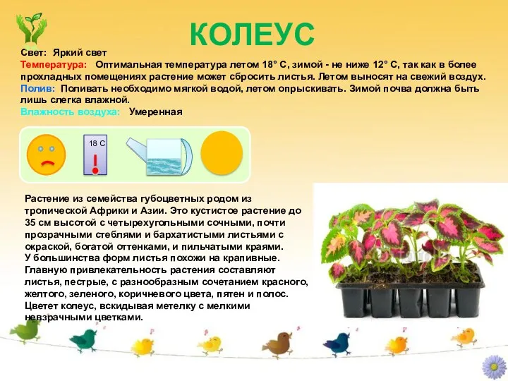 КОЛЕУС Растение из семейства губоцветных родом из тропической Африки и