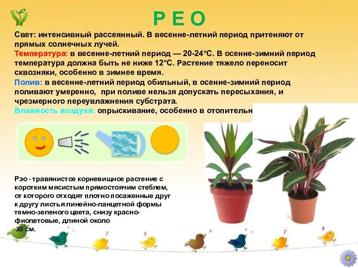 Р Е О Рэо - травянистое корневищное растение с коротким