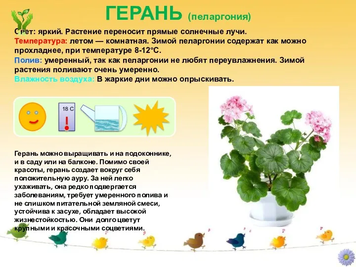 ГЕРАНЬ (пеларгония) Герань можно выращивать и на подоконнике, и в