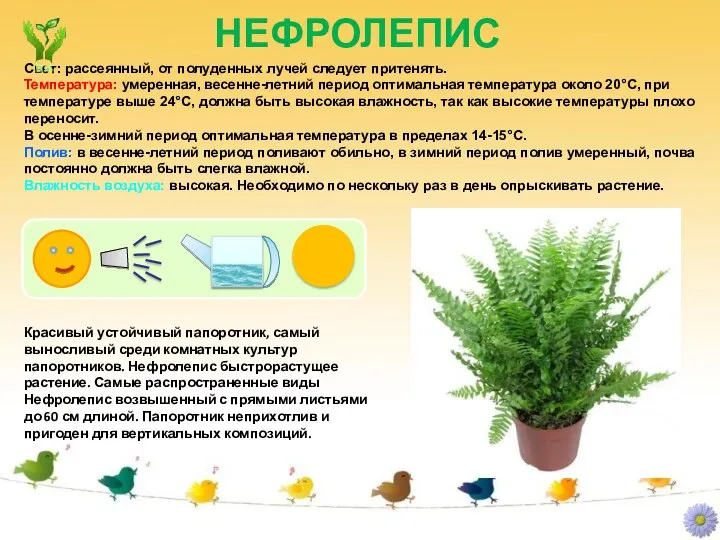 НЕФРОЛЕПИС Свет: рассеянный, от полуденных лучей следует притенять. Температура: умеренная,