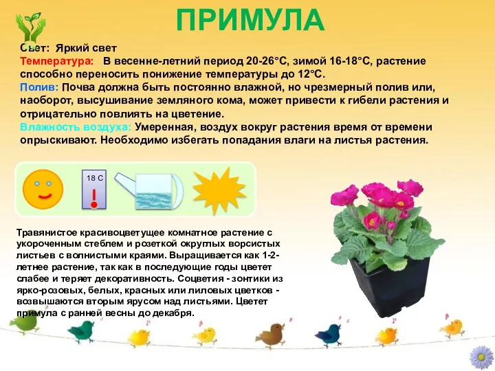 ПРИМУЛА Свет: Яркий свет Температура: В весенне-летний период 20-26°C, зимой