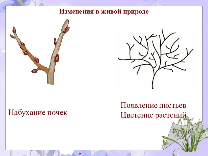 Изменения в живой природе Набухание почек Появление листьев Цветение растений