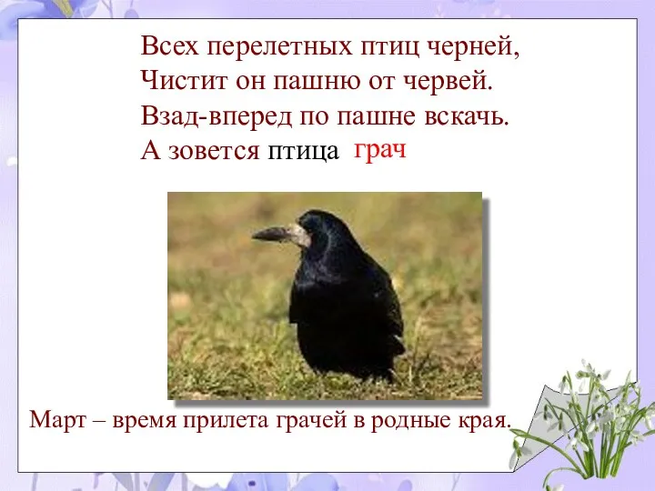 Всех перелетных птиц черней, Чистит он пашню от червей. Взад-вперед