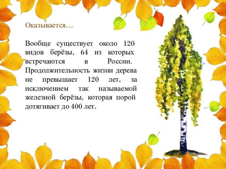 Оказывается… Вообще существует около 120 видов берёзы, 64 из которых