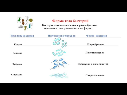 Форма тела бактерий Бактерии – многочисленные и разнообразные организмы, они