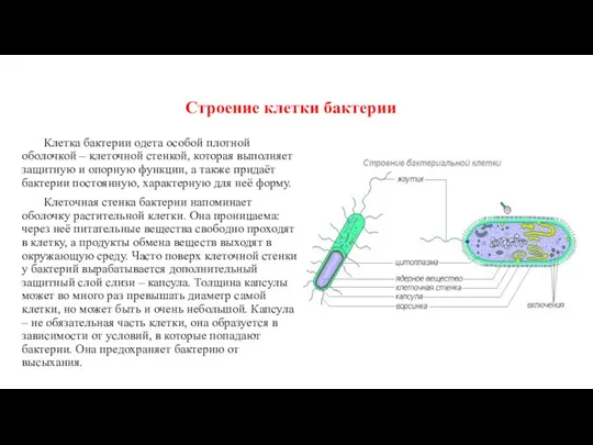 Строение клетки бактерии Клетка бактерии одета особой плотной оболочкой –