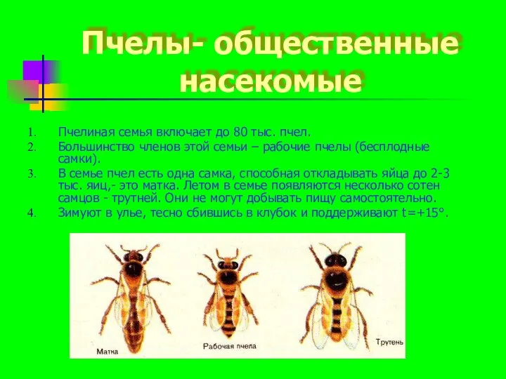 Пчелы- общественные насекомые Пчелиная семья включает до 80 тыс. пчел.