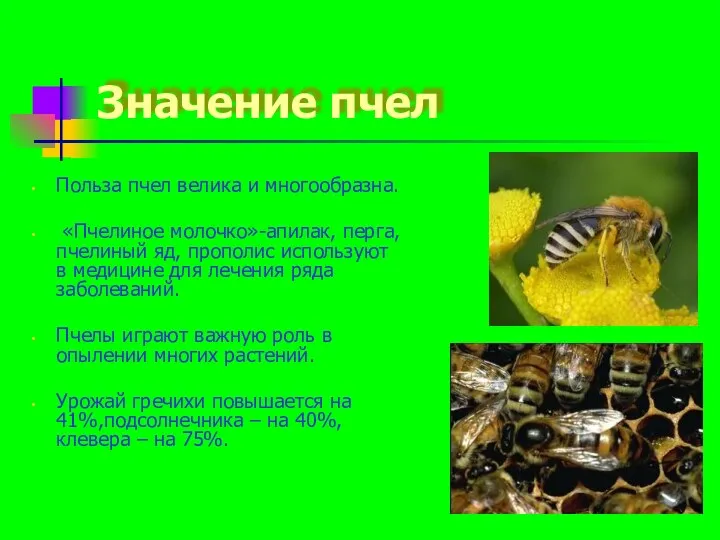 Значение пчел Польза пчел велика и многообразна. «Пчелиное молочко»-апилак, перга,