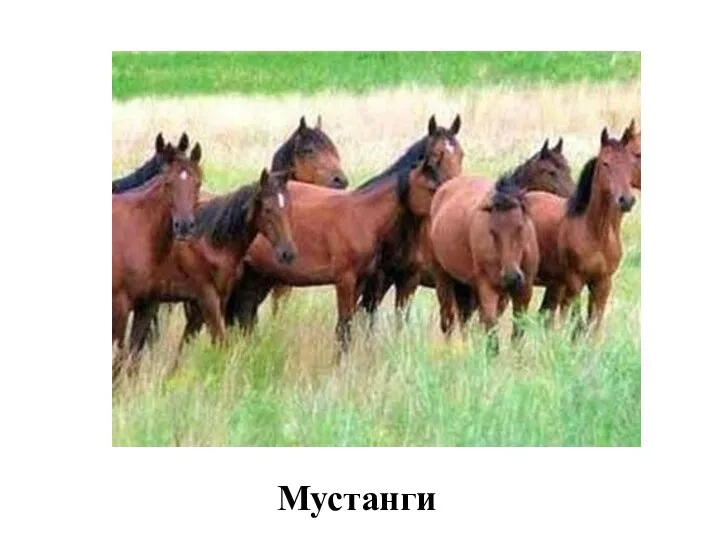 Мустанги