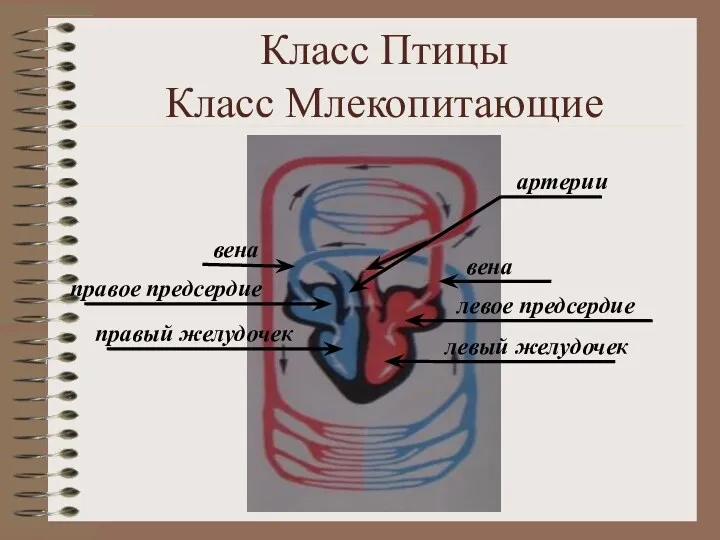 Класс Птицы Класс Млекопитающие правый желудочек вена левое предсердие правое предсердие артерии вена левый желудочек