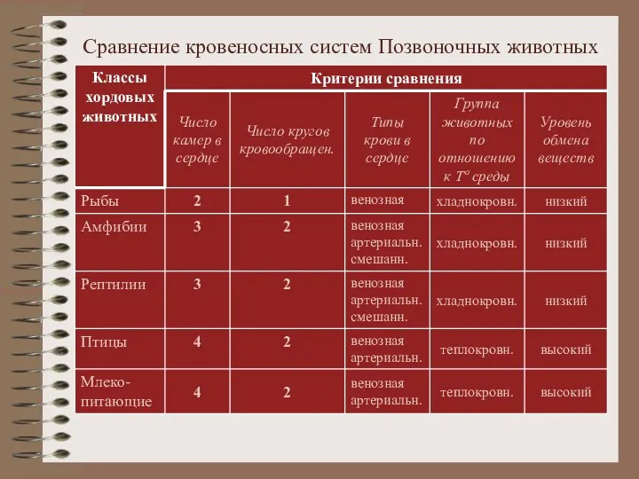 Сравнение кровеносных систем Позвоночных животных