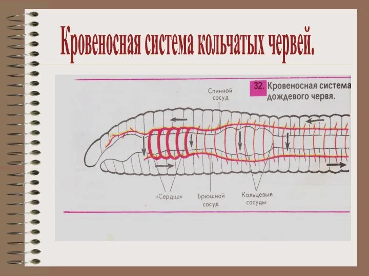 Кровеносная система кольчатых червей.