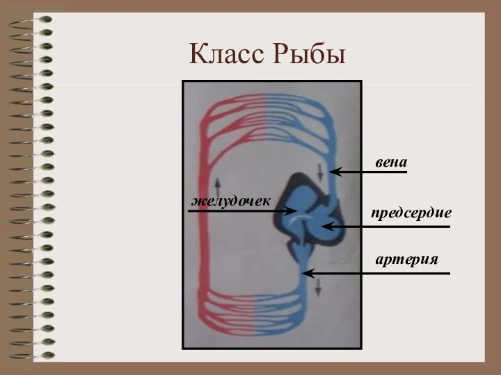 Класс Рыбы желудочек вена предсердие артерия