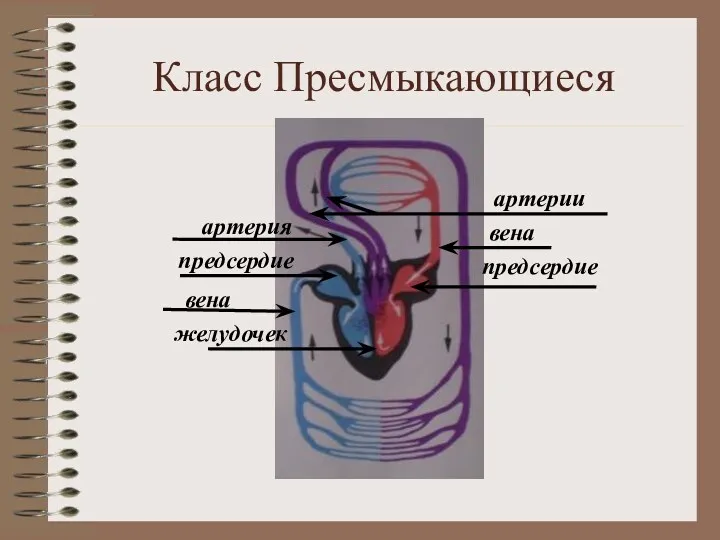 Класс Пресмыкающиеся желудочек вена предсердие артерия предсердие артерии вена