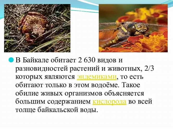 В Байкале обитает 2 630 видов и разновидностей растений и