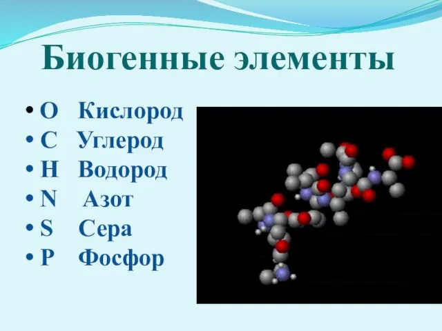 Биогенные элементы O Кислород C Углерод H Водород N Азот S Сера P Фосфор
