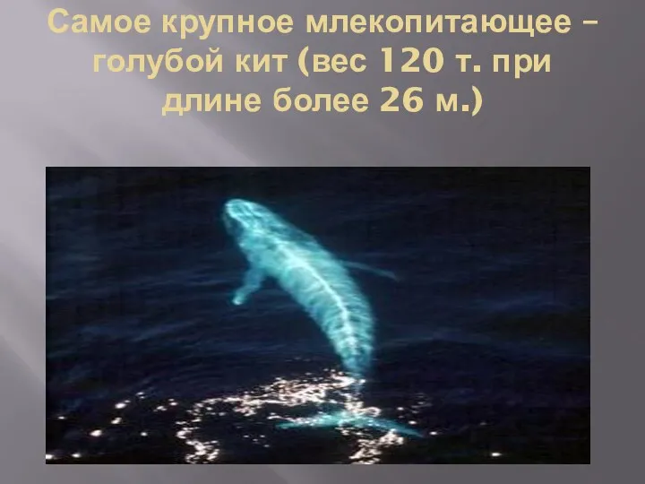 Самое крупное млекопитающее – голубой кит (вес 120 т. при длине более 26 м.)