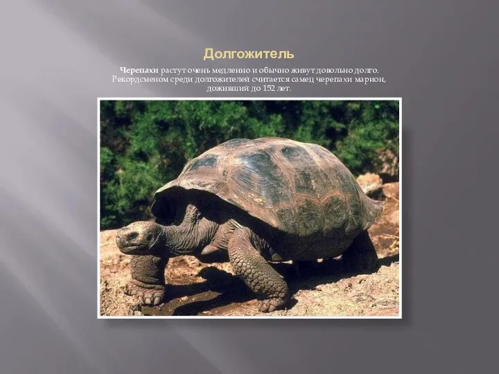 Долгожитель Черепахи растут очень медленно и обычно живут довольно долго. Рекордсменом среди долгожителей
