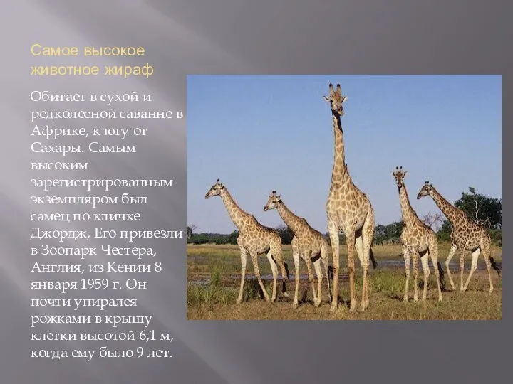 Самое высокое животное жираф Обитает в сухой и редколесной саванне в Африке, к