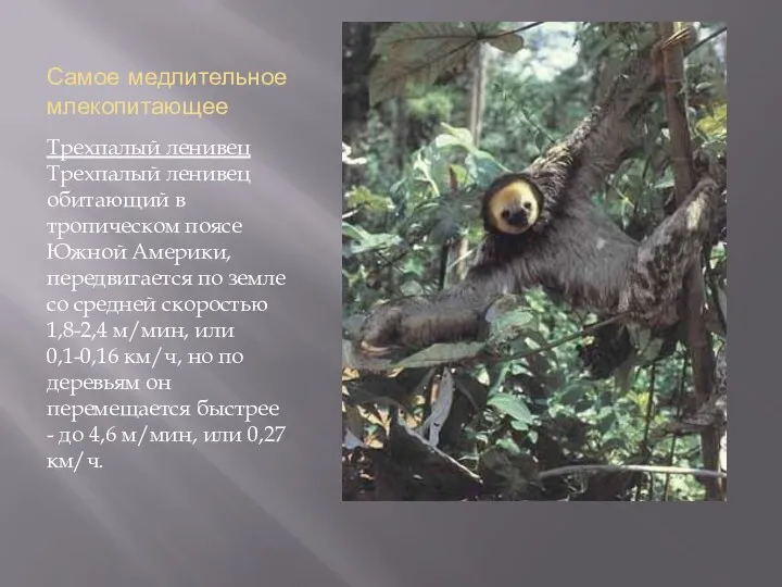 Самое медлительное млекопитающее Трехпалый ленивец Трехпалый ленивец обитающий в тропическом поясе Южной Америки,