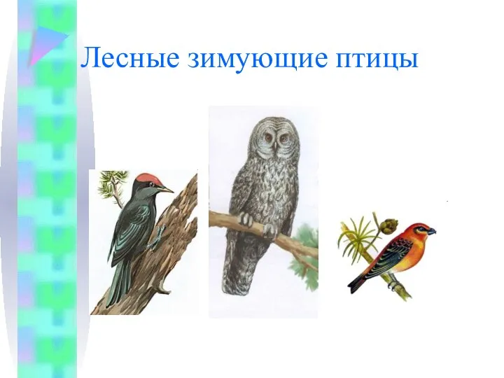 Лесные зимующие птицы