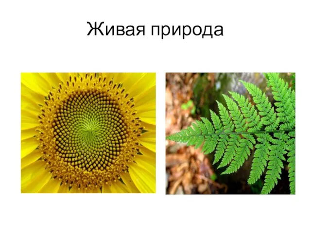 Живая природа