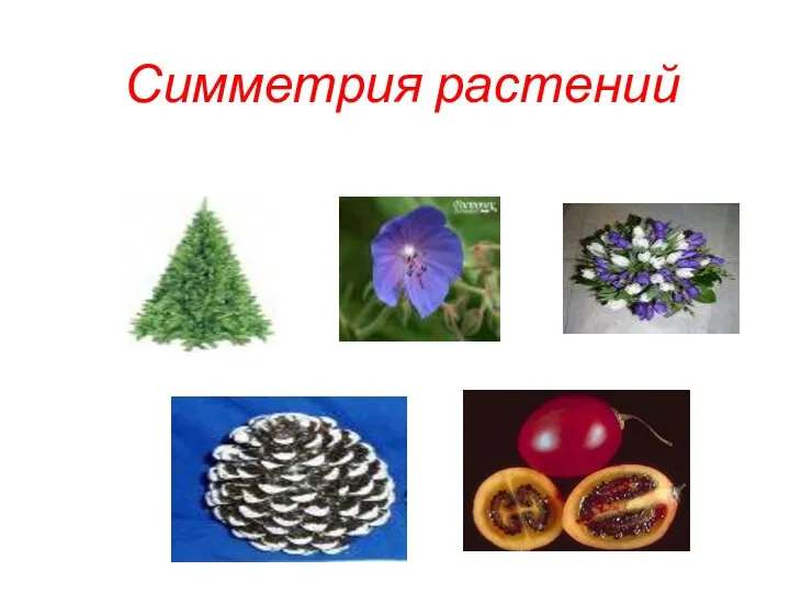 Симметрия растений