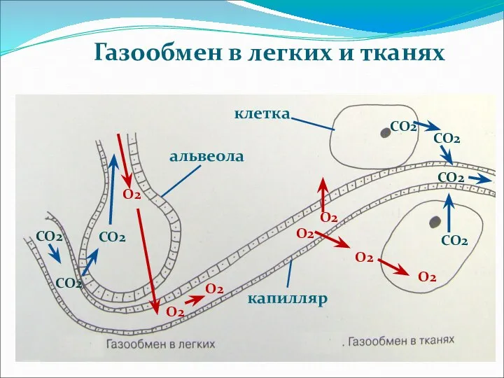 Газообмен в легких и тканях альвеола клетка капилляр СО2 СО2