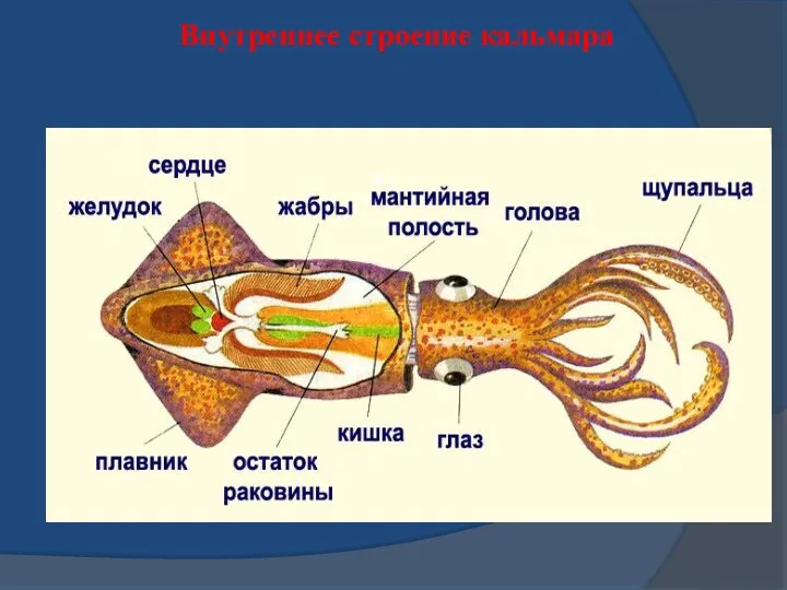 Внутреннее строение кальмара