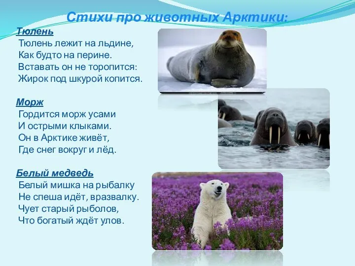 Стихи про животных Арктики: Тюлень Тюлень лежит на льдине, Как