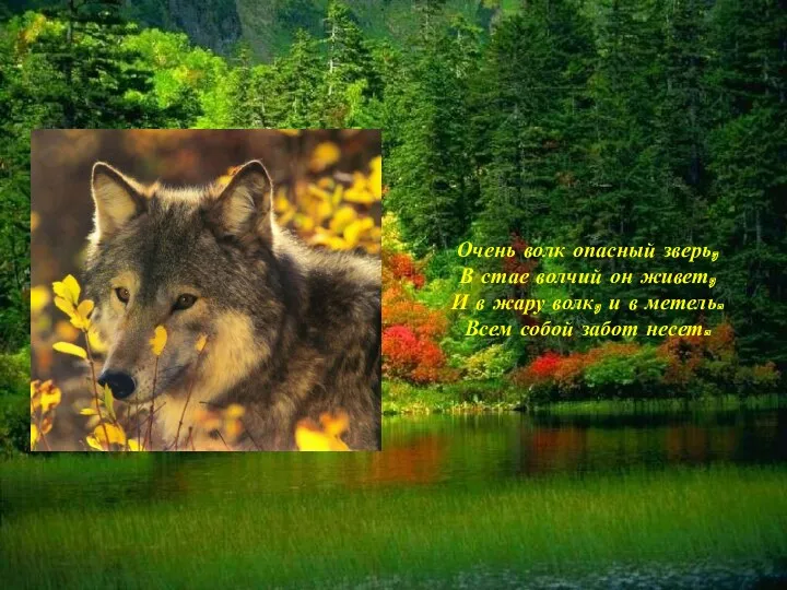 Очень волк опасный зверь, В стае волчий он живет, И в жару волк,