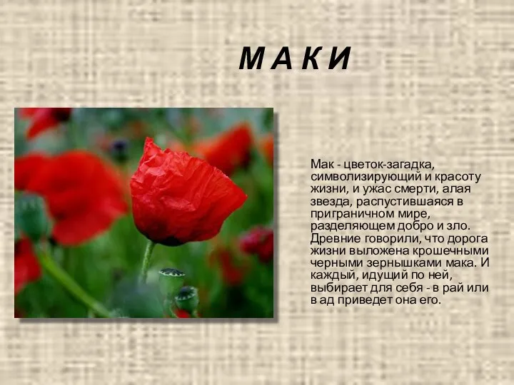 М А К И Мак - цветок-загадка, символизирующий и красоту